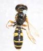 Philanthus coronatus
